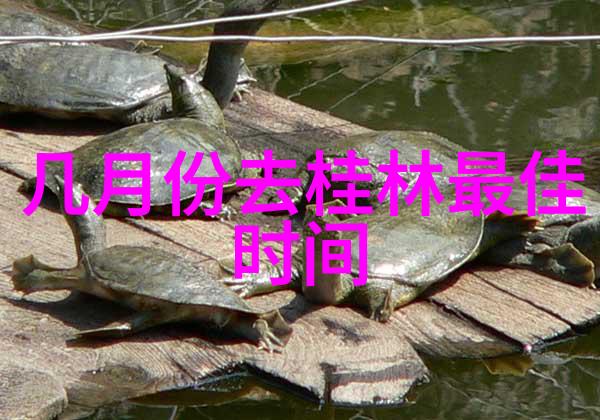 青岛美食游品味海鲜大师的烹饪艺术