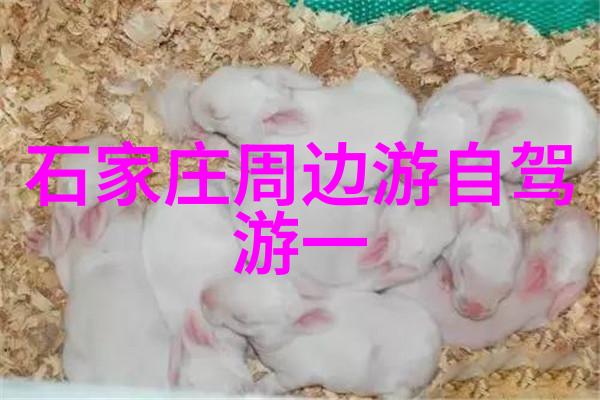 旅游时事新闻我是如何在海边度假村发现一场沙滩音乐节惊喜的