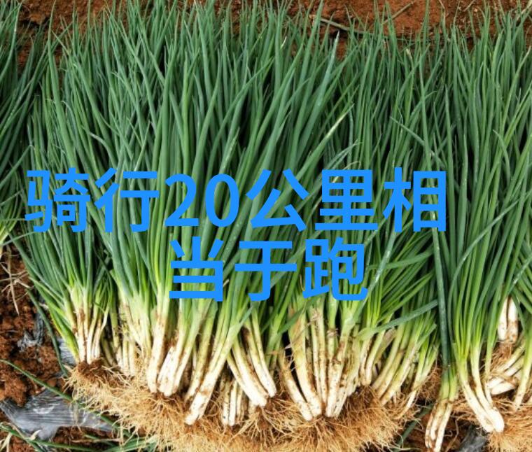 探索中国旅游数据网的魅力