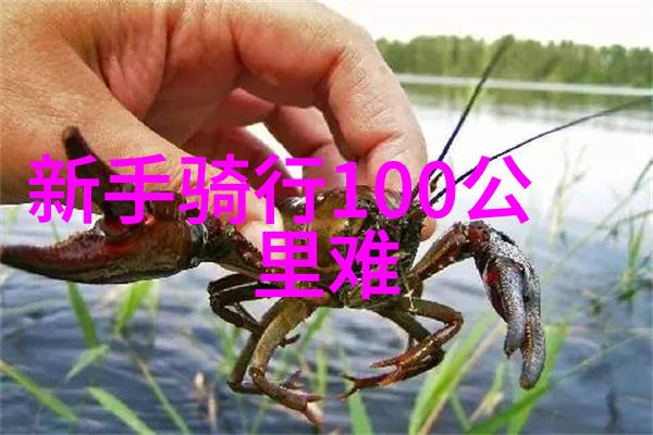 极速骑行4版选择极速骑行四的最佳版本选择