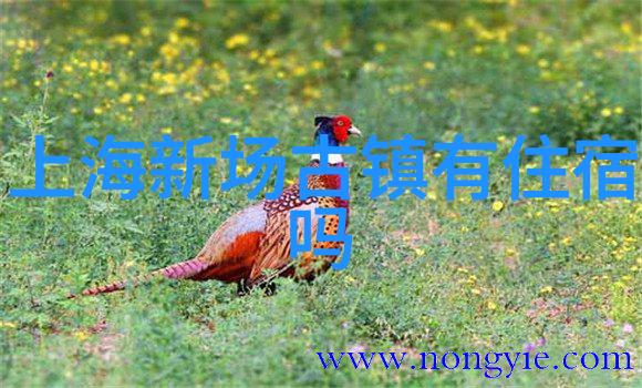 南京周边自驾游探秘揭秘黄山天目湖与明故宫的美妙之旅
