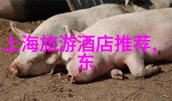 西北风情揭秘古道历程与藏珍异域