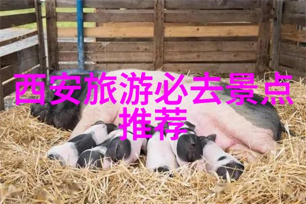 在预算有限的情况下大型团建活动策划需要哪些关键要素来保证成功