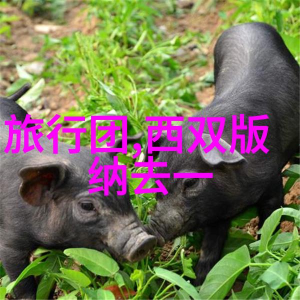 骑行app是否促进了绿色出行的普及