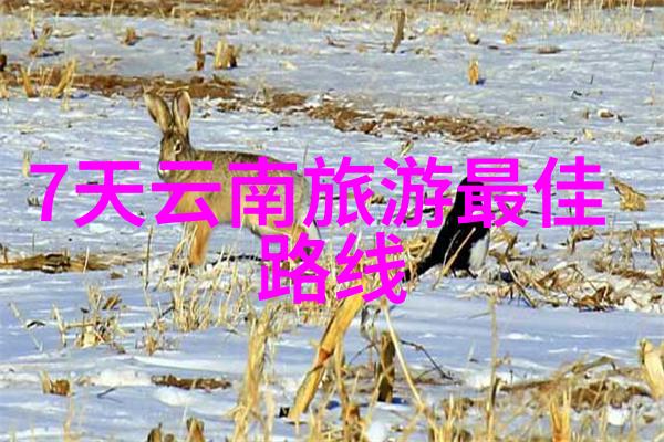 自驾游买什么保险好我是怎么选对了车上最重要的朋友