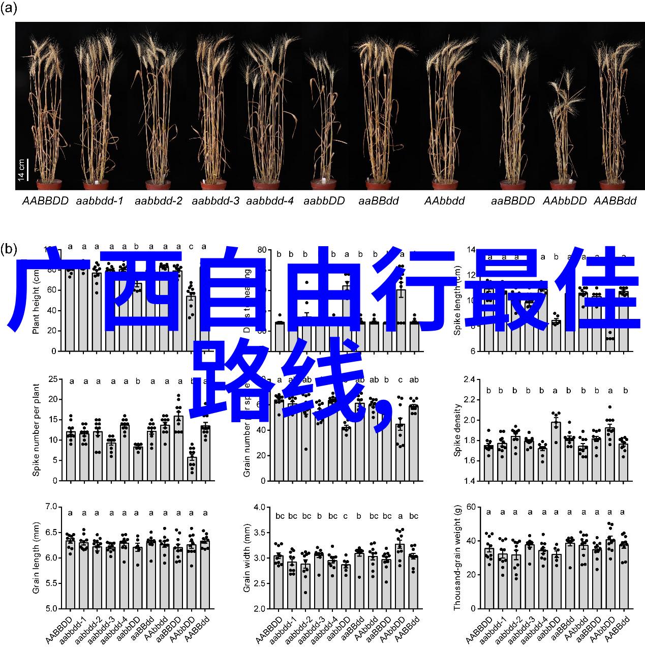 青海之冠探索神秘的玉树高原风光