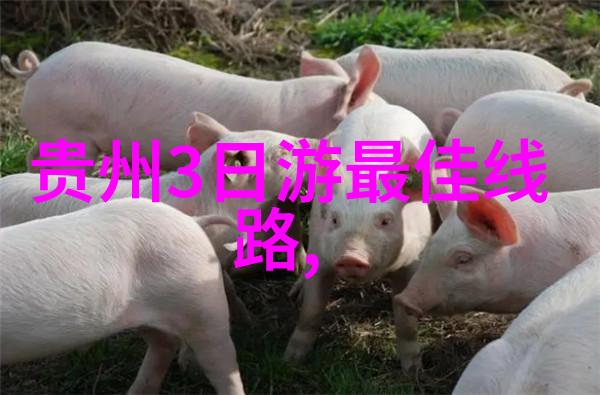贵阳森林公园漫步体验城市绿洲生活