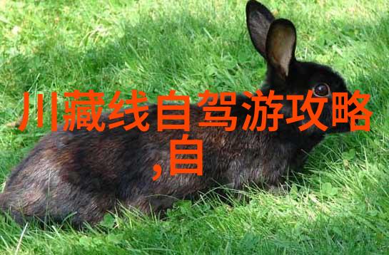 自驾游保险指南如何在哪里购买最佳覆盖