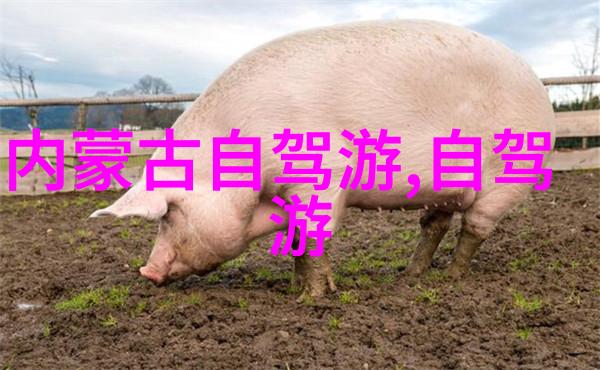 新疆旅游我的天地之旅