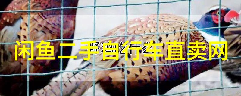 三亚自驾游岛城风情与海滩之旅的完美组合