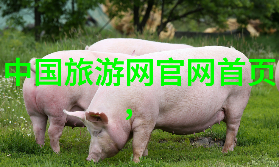 在时间的废墟中寻找逃离C死的新篇章