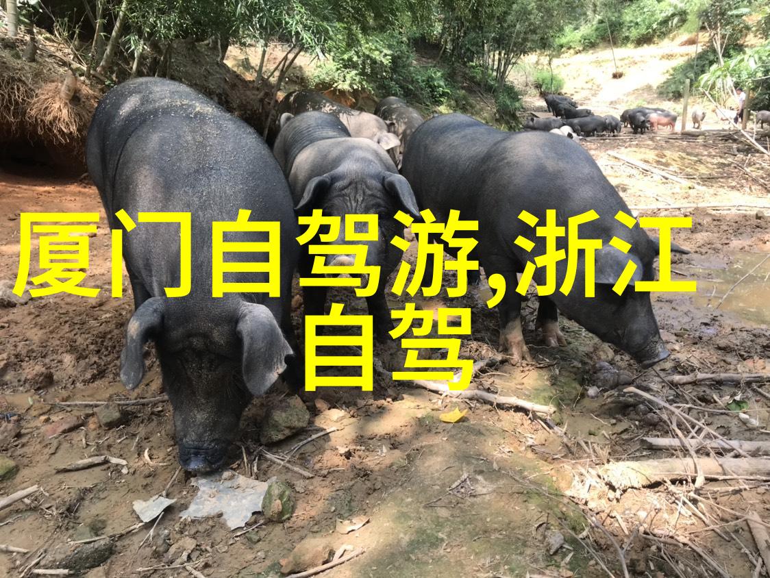 广州美食之都旅游住宿攻略体验珠江夜景品味粤菜