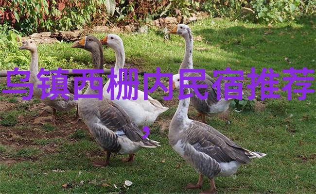 超越极限的自行车之旅普通人如何骑行100公里让天使嫉妒