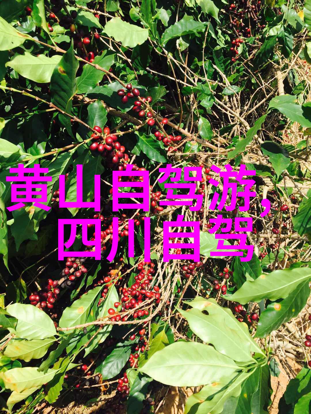 中国旅游数据网探秘滕王阁北园的免费开放秘密