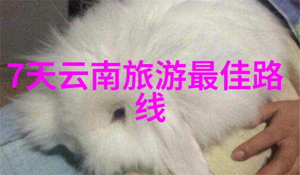 幼儿园户外游戏系统研究构建活力课堂与自然探索的百项活动方案