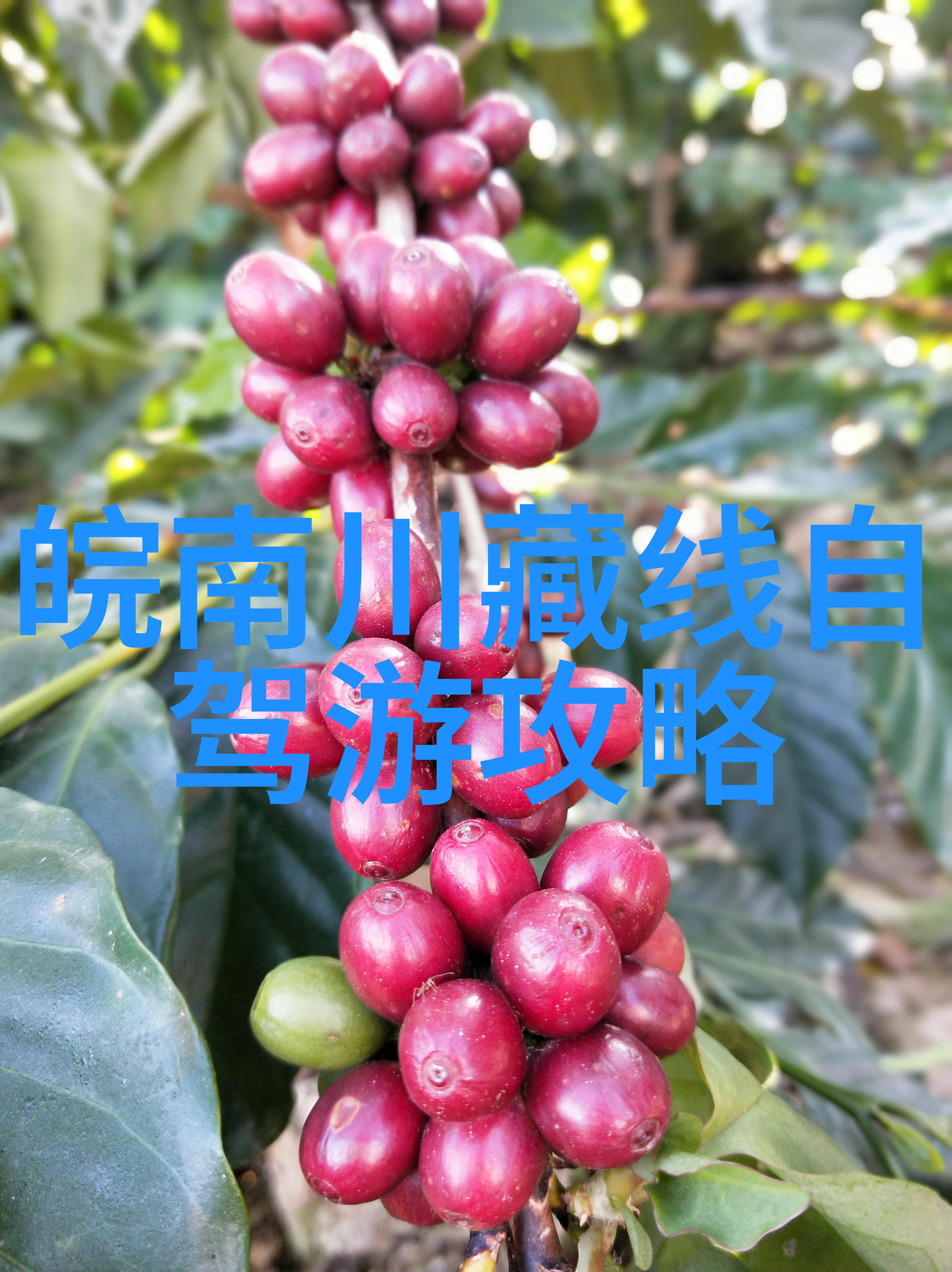 旅游指南-探索世界奇迹全球十大不可错过的旅游城市