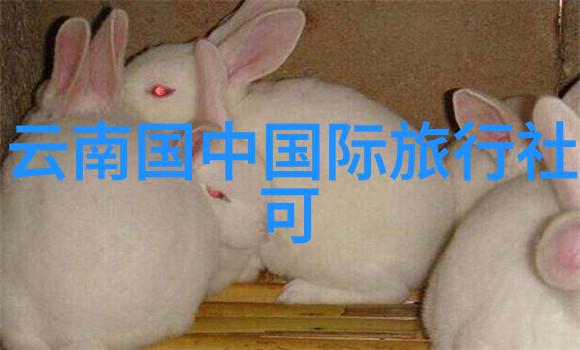 有没有一些特别针对领导者的培训小游戏能帮助他们更好地管理团队