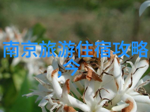 幼儿园20个有趣的户外小游戏 - 鸡飞狗跳探索自然激发创造力