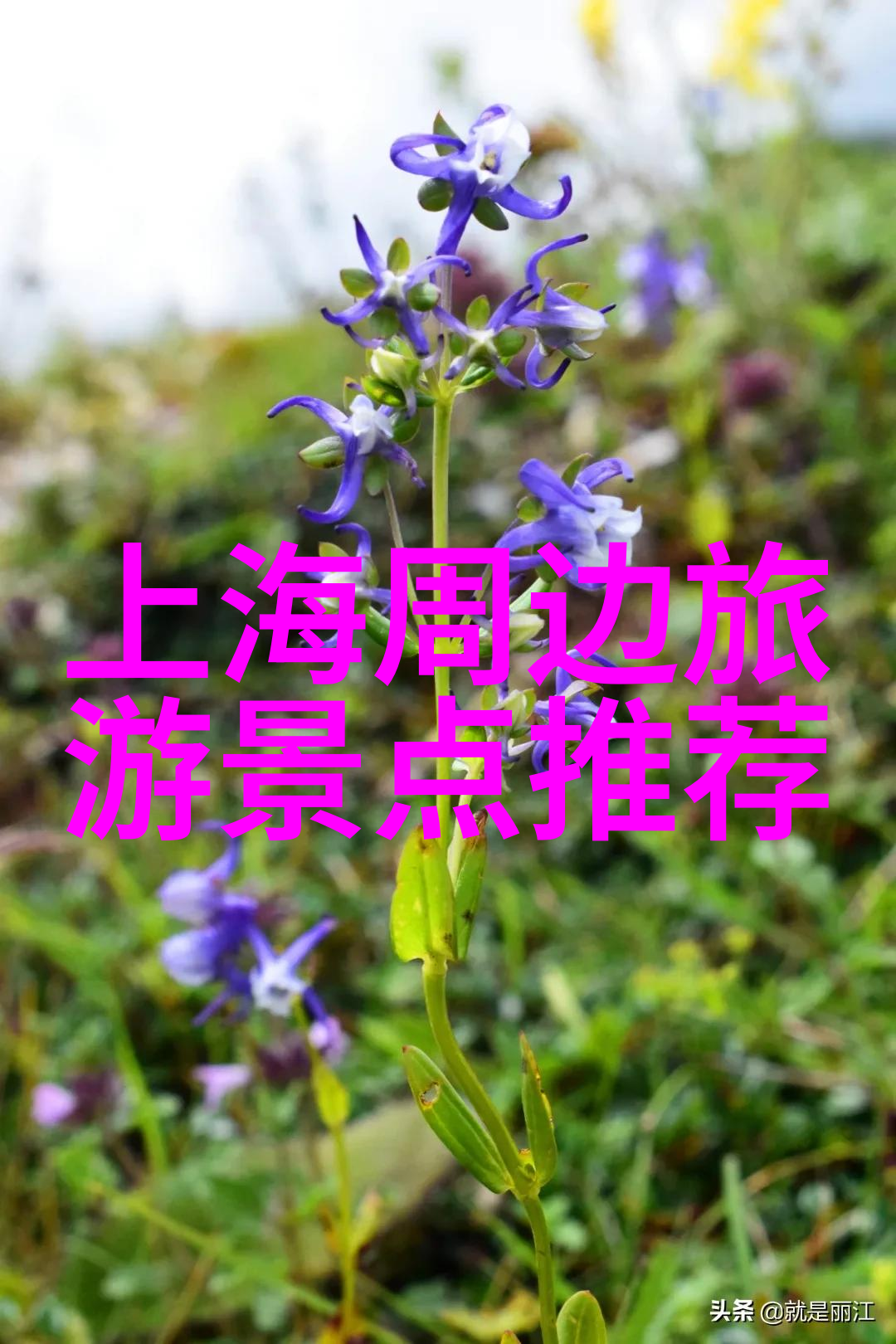 南昌小吃风味巡礼探索江西首都的独特美食