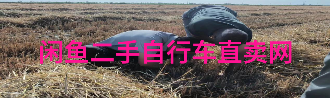 云南大理的花海盛宴丽江花节趣闻录