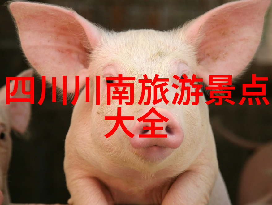 杭州美食探秘揭秘那些深藏民间的小吃秘密