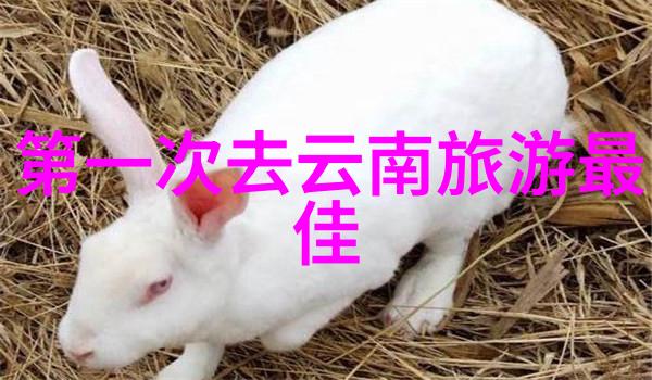 东江湖景区美食与住宿指南品味江南风情