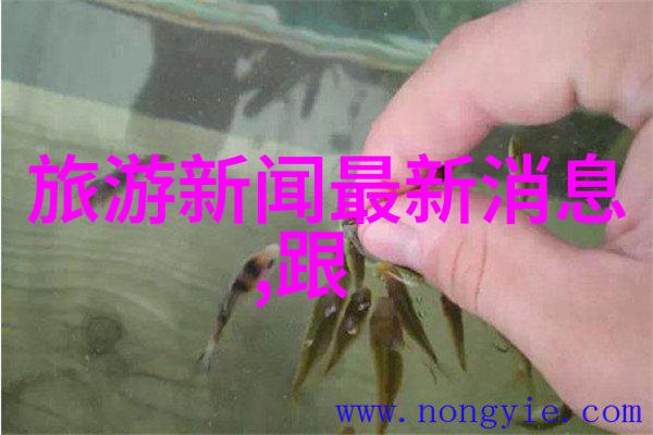 飞向世界的梦想与隔离令2021年出国旅行的反差现象