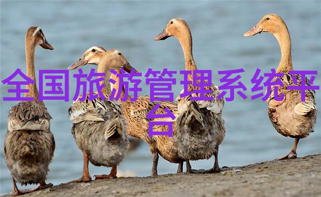 鼓浪屿厦门的翠绿之冠西昌旅游攻略中你将发现它如同一位温柔的诗人静静地在海岸边吟唱着自己的旋律