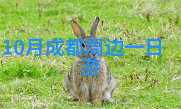 异国风情揭秘最佳报团地点
