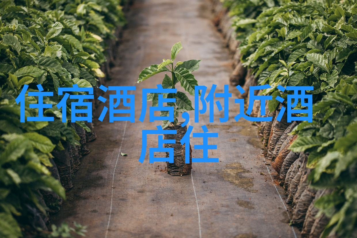 青岛比较好点的大酒店