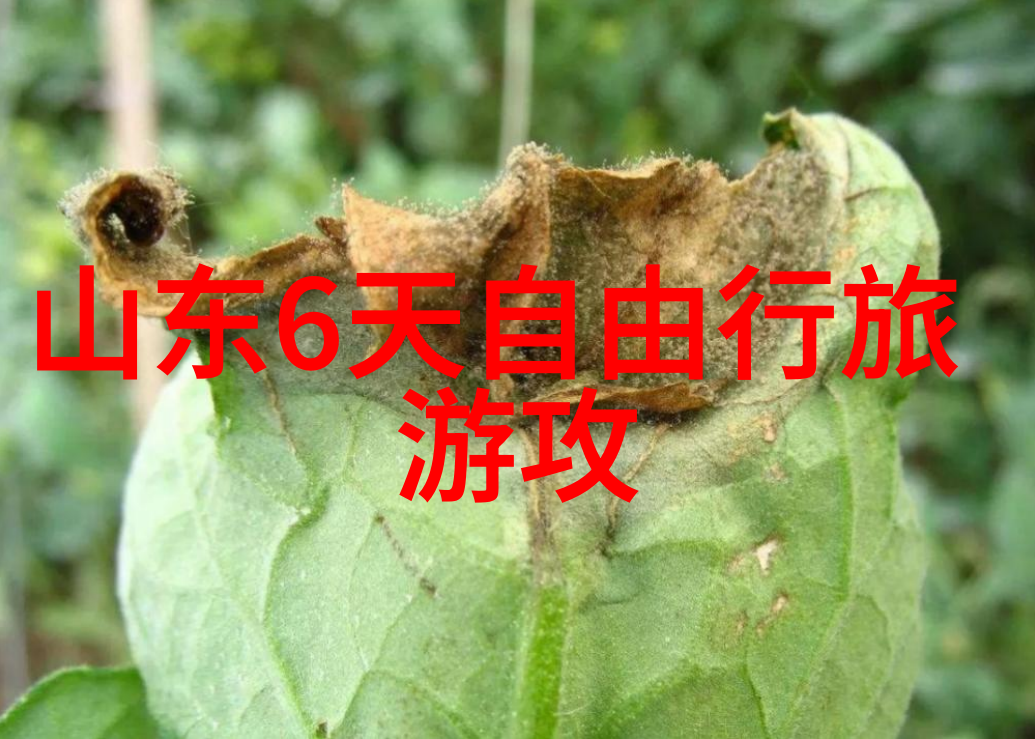 绘影成行我的游记探秘