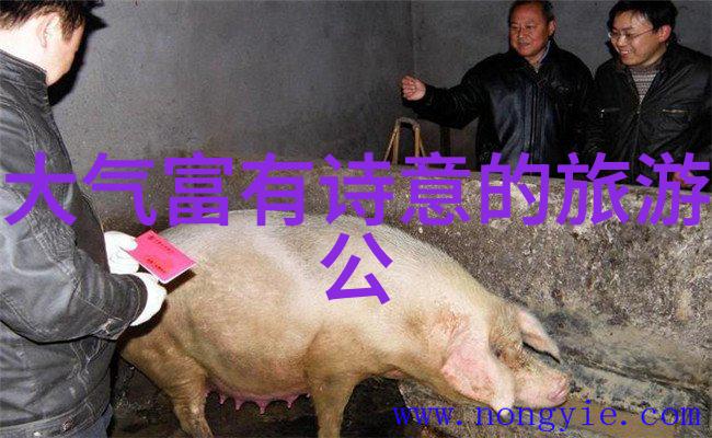 构建高效旅游系统智能化可持续与用户体验的完美融合