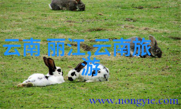中国国旅官方网站探索中国之美的最佳途径
