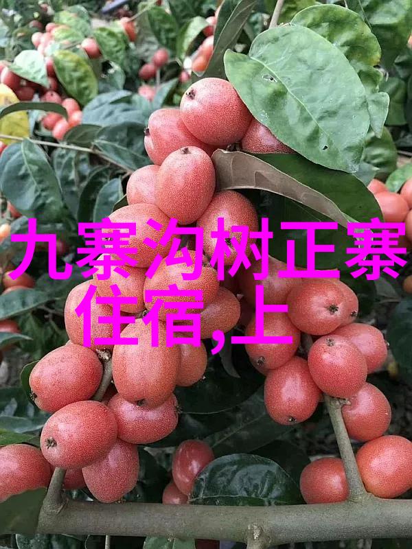 从山沟沟到世界之巅初二学生的奇幻游记