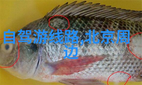 文化体验深度了解世界各国的传统节日和习俗