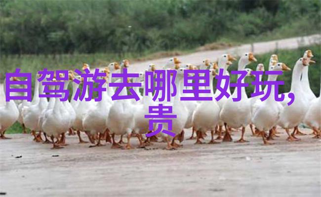 自驾游必备如何选择合适的保险