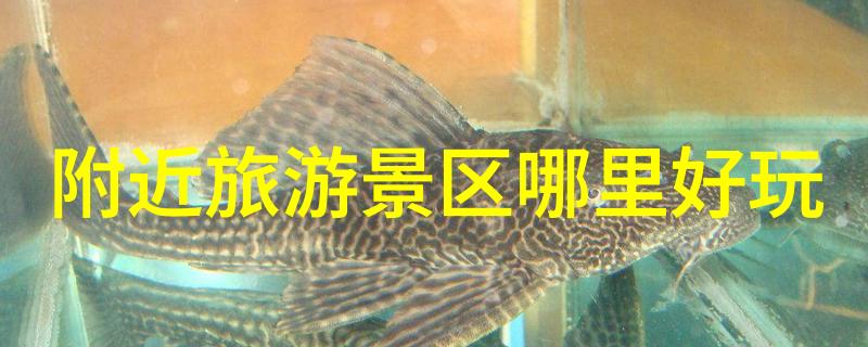 从零到英雄成为一名探索中国小吃街的小伙伴你准备好了吗