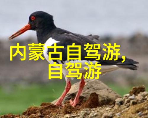 海南岛游记作文四年级下册社会探索