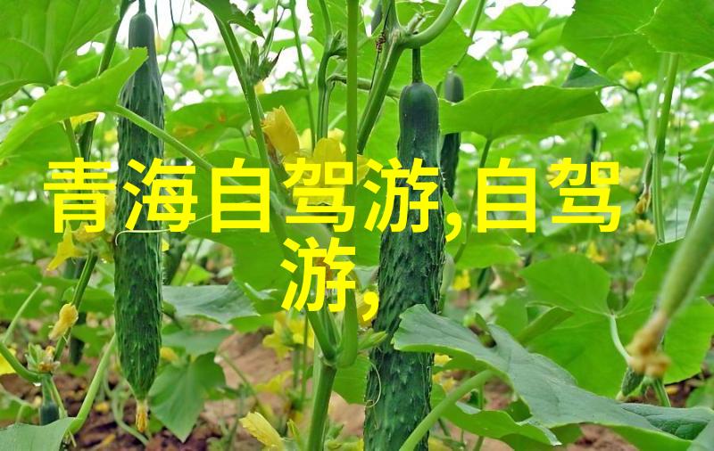 交通工具选择飞机火车还是汽车丽江出行指南