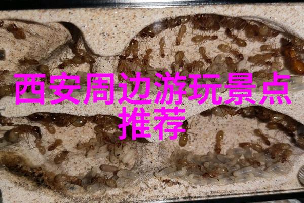 中国秋色十月游探索中国最美的落叶之旅