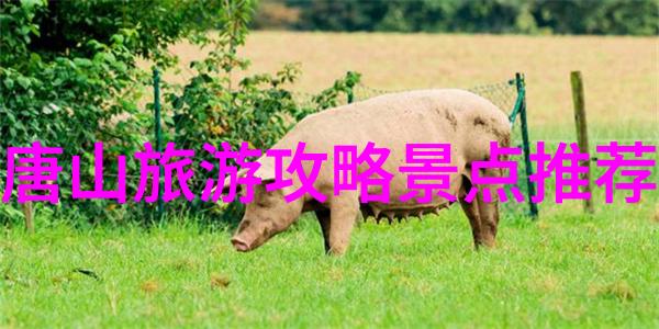 新疆自驾游探秘发现新疆的美丽与魅力