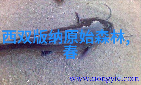 探索全球旅行天堂揭秘出国旅游最方便的国家
