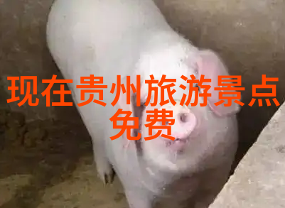 佛山的绿茵如童心静待露营之旅的启程幼儿园集体户外活动如同一群好奇的小探险家踏上寻找乐趣的征途