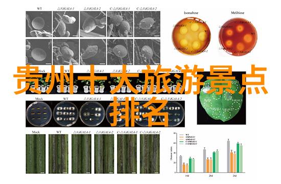江山如此多枭地图揭秘古代帝王征服之道