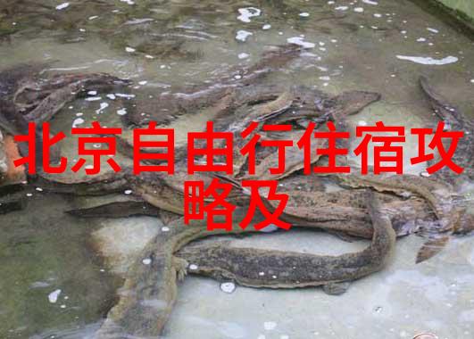 北京必去小吃街广州隐藏拍照角落古装店铺与美食宝藏