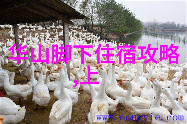 青春环游记第三季免费观看攻略地址交通指南沈家门渔港游玩如同影视作品般精彩每一步都像一场未知的冒险