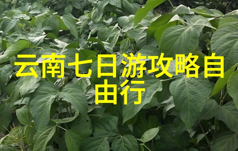 品味上海探索最值得一去的5家美食奇宠