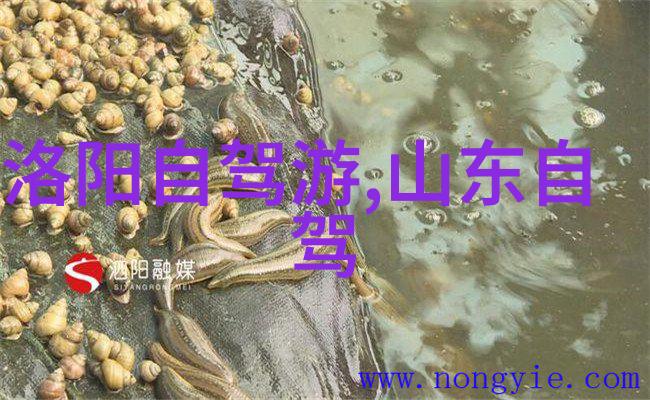 洛阳牡丹花之旅云南七日自由行攻略及花费预算
