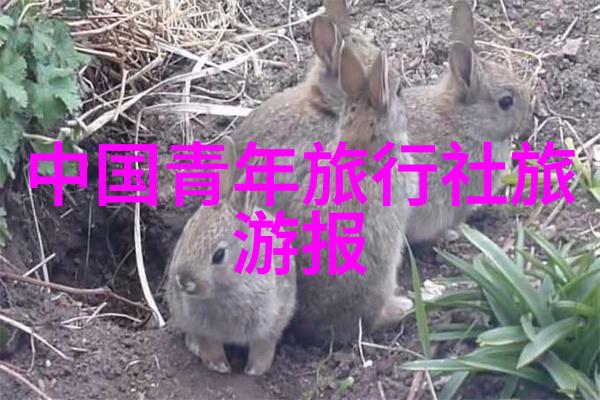 追踪上海今日无症状感染者居住地址一天的防控实录