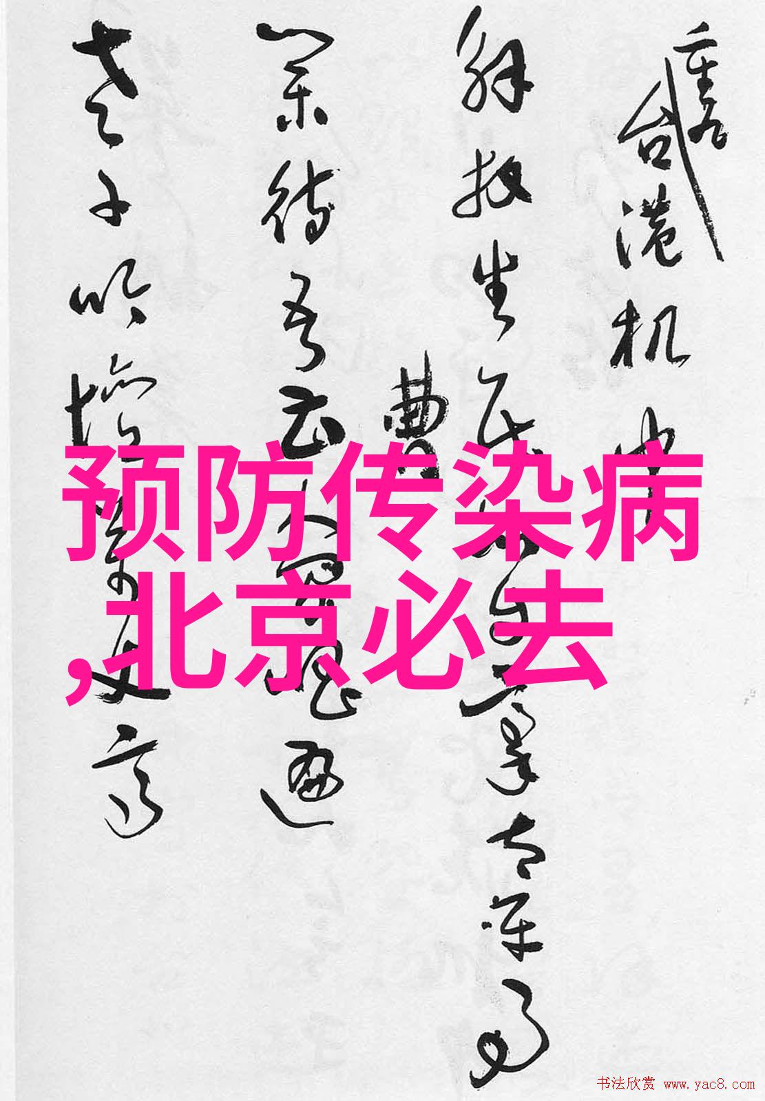 宠物的魅力一场无法抗拒的爱恋